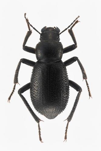 Trachyderma hispida